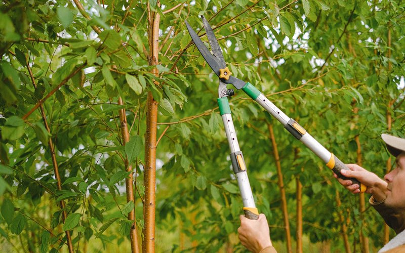 Tree trimming in Pisgah, IA